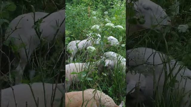 Три месяца ягнятам катумских овец. Все семейство в сборе. смотреть онлайн