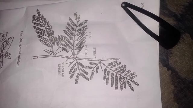 Acacia xerophyte смотреть онлайн