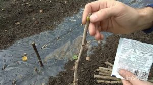 Размножение Красной Смородины Черенками. Посадка На Плёнку.