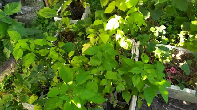 ФУНДУК . Сорт Украина 50 