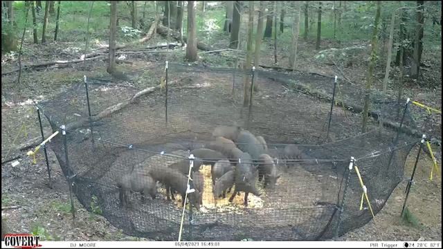 Wild hogs running to supper! Pre-bait pics, Trap catch video, and End result! смотреть онлайн