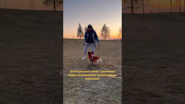 Классное и простое упражнение для щенков и взрослых собак #кинолог #собака #щенки #дрессировка смотреть онлайн