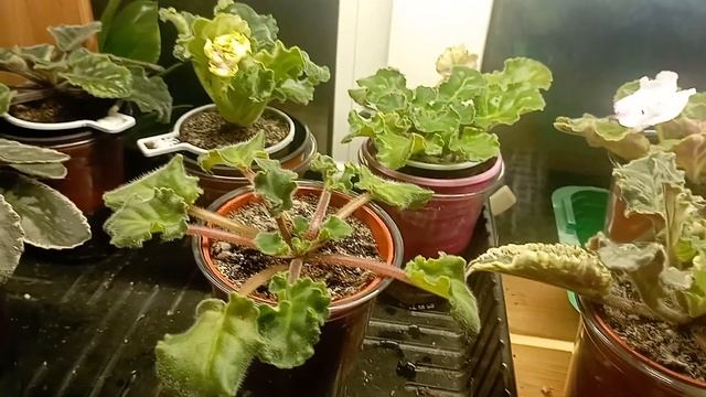 Что у меня на стеллажах. как растут фиалки после пересадки. Детки, пасынки на укоренении смотреть онлайн