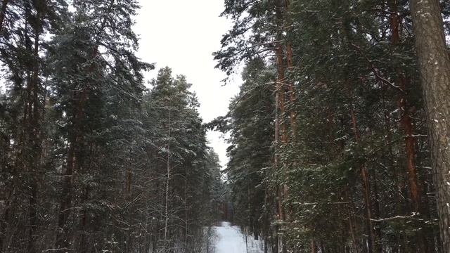Нижегородская область. Зимний лес, 6 января 2021 г. смотреть онлайн