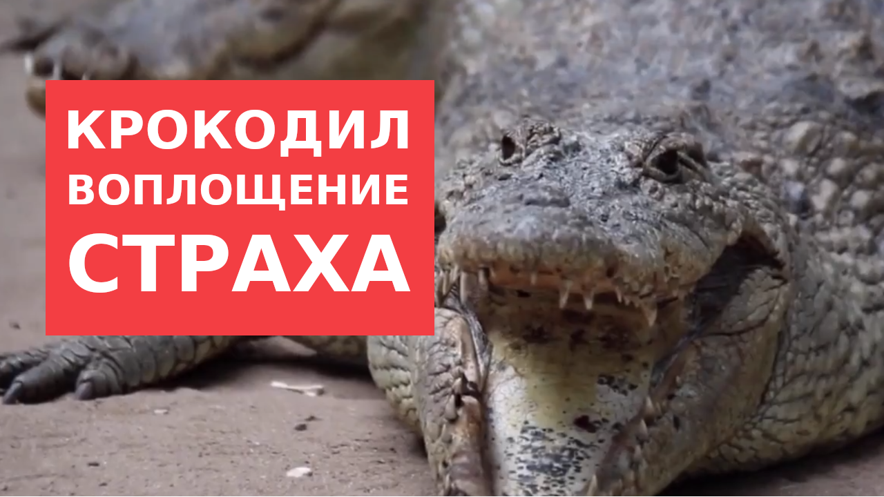Крокодил - воплощение страха смотреть онлайн