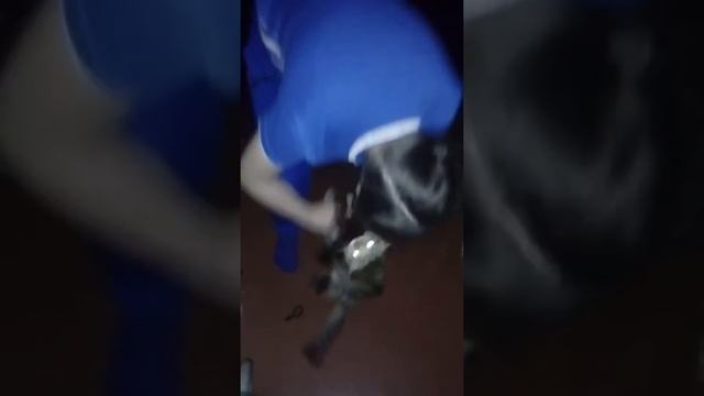 Ужас кот нападает на подростка смотреть онлайн