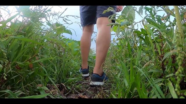 Travel to vietnam | The lotus season in Bacgiang смотреть онлайн