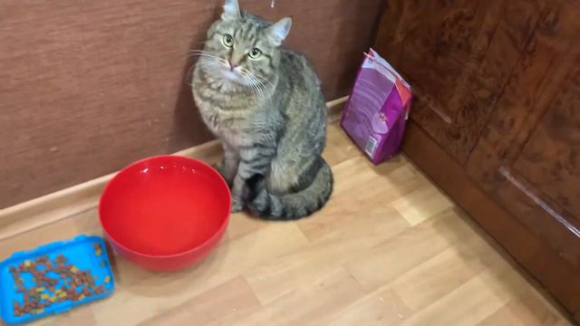 Тигр пьёт воду и возмущается. Собака!.. )))) смотреть онлайн