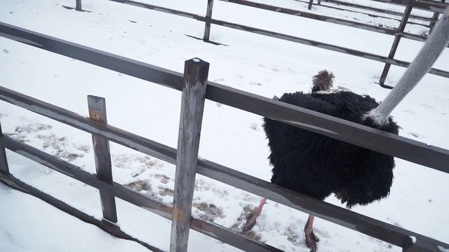 Брачный танец страуса. Мы ШОКированы