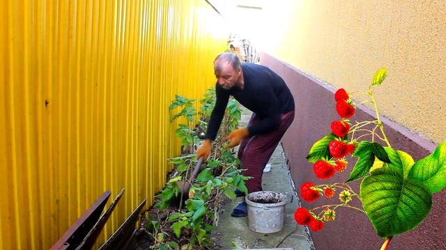 Обязательно положите это под малину осенью! Результат Вас поразит! смотреть онлайн