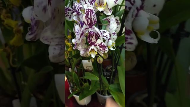 уцененные орхидеи после полива смотреть онлайн