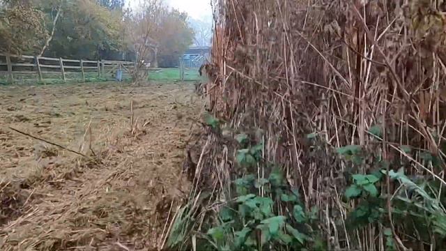 LONGEST GRASS EVER | CUTTING LONG GRASS | GRILLO CLIMBER | SUPER MARIO смотреть онлайн