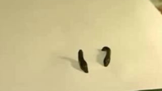 пиявка геморой гирудотерапия