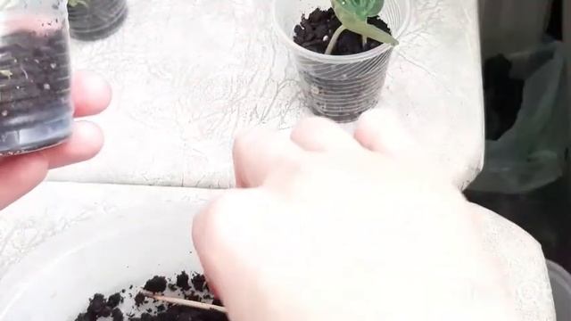 ПЕПЕРОМИЯ. Размножение пеперомии. Обзор укоренения растений в тепличке. смотреть онлайн