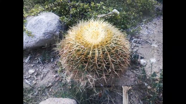 Отель Dreams Beach Resort, Шарм Эль Шейх, Египет. 🇪🇬, 2018. смотреть онлайн