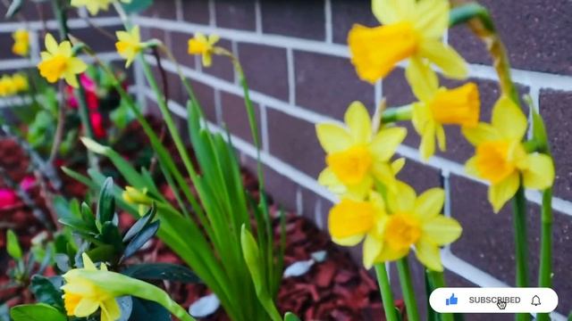 Daffodil Flower | Daffodil Plant Care | Gardening Malayalam | Daffodil Plant Care смотреть онлайн