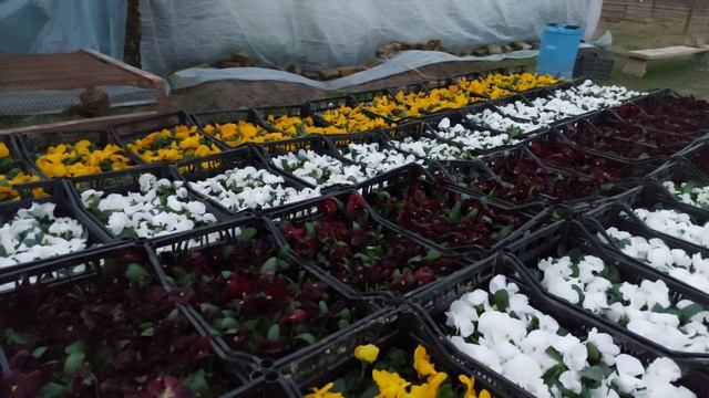 УЖЕ ПОЧТИ ЗИМА, А МЫ ПРОДАЁМ ЦВЕТЫ. Виолы Анютины глазки смотреть онлайн