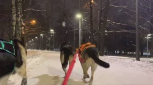 Восточноевропейские овчарки и ездовой спорт