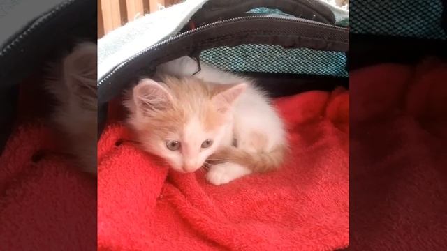 Котенок найден на улице без сил смотреть онлайн