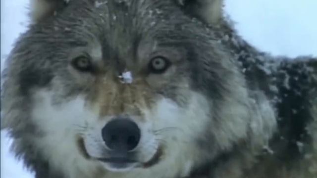 Сука Разлука смотреть онлайн