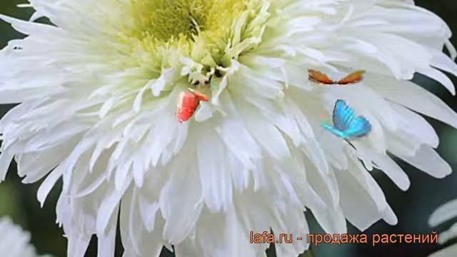 Нивяник великолепный Фиона Гогхилл ? обзор: как сажать, рассада нивяника Фиона Гогхилл