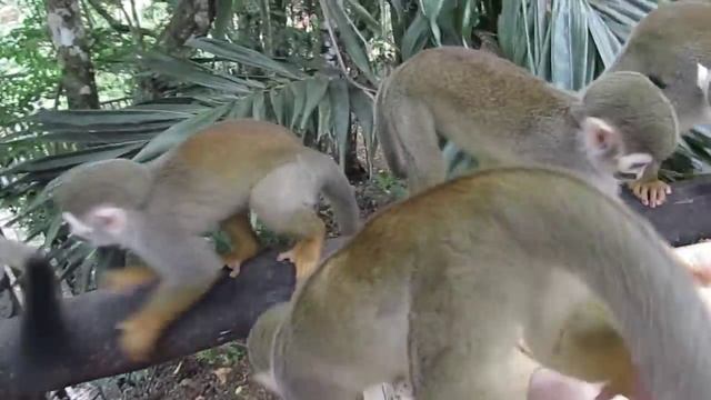 Внуки Иза и Лева в парке Monkey Jungle в Сосуа (Доминикана) смотреть онлайн