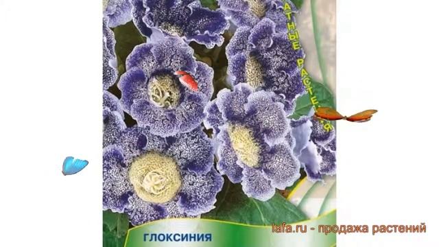 Глоксиния обыкновенный Импресс Синие чернила ? обзор: как сажать, семена глоксинии смотреть онлайн