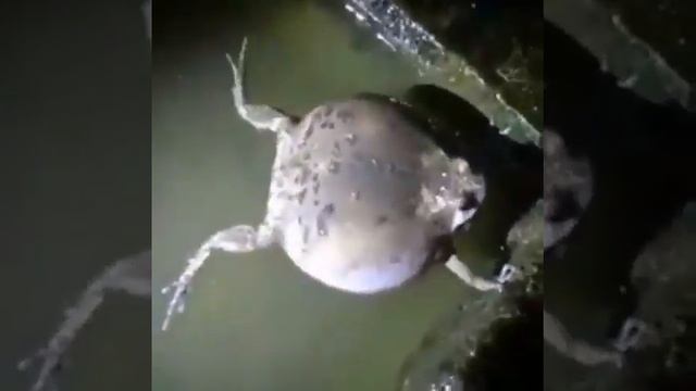 Phat Frog смотреть онлайн