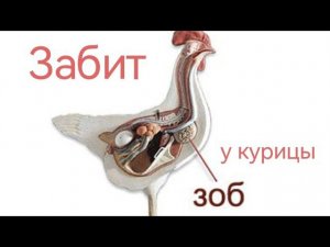 У Курицы забит зоб, что делать и от чего