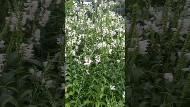 Physostegia Virginiana is a great pollinator plants for large bees смотреть онлайн