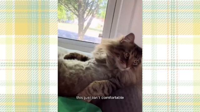 Kitty Soap Opera: Chapter 48... The Sass Mouth, Alcoholic, and Catnip Dealer Kitties смотреть онлайн