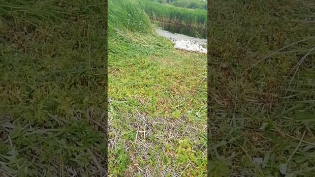 Гуси порода Линда, первый раз на реке 2020 год смотреть онлайн