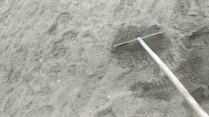 Посадка картофеля. По Митлайдеру. Узкие грядки.