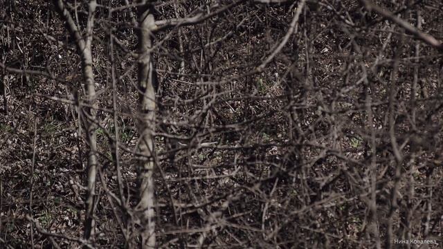 Наблюдаем за птицами в Ессентуках. Камышница и другие птички. 4.04.23 смотреть онлайн