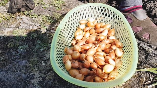 Ну граждане , кто хочет сегодня  поработать ?