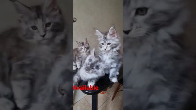 palmiracoon #bigcats #shortsvideo #счастье #котята #мейн кун смотреть онлайн