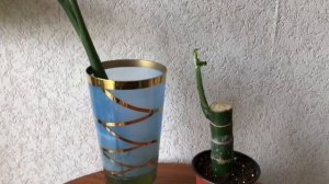 388. Диффенбахия. Не укореняется макушка в воде!