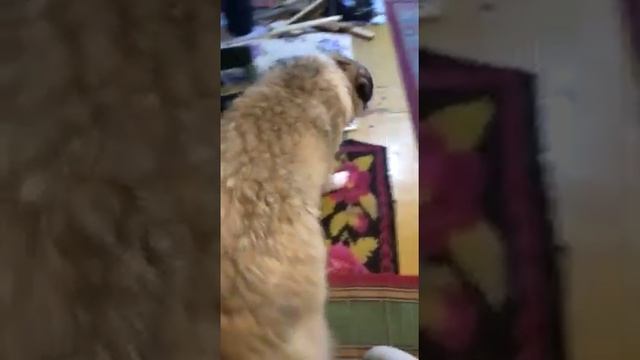 Наши любимые собачки, мы на даче. смотреть онлайн