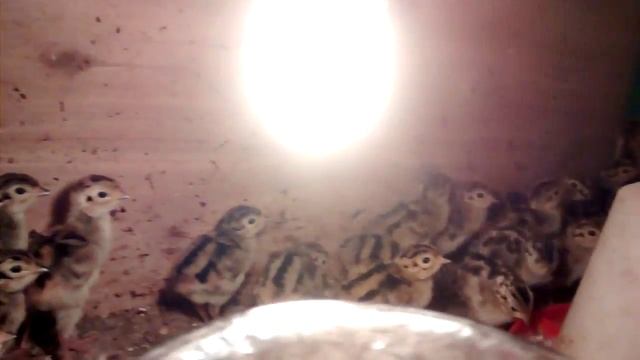 Охотничий фазан в возрасте 7 дней - Ферма Дичь смотреть онлайн