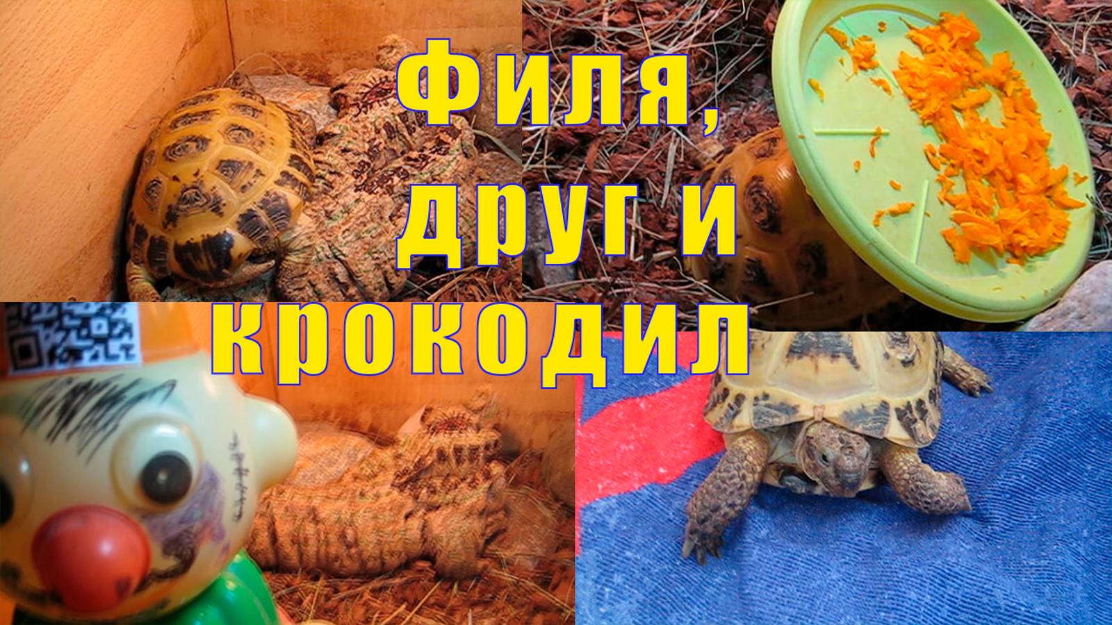 МЫ ВЕРНУЛИСЬ/ ПАНЦИРЬ ПОХУДЕЛ/ ФИЛЬКА И ЕГО ДРУГ