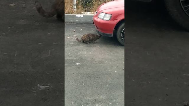 РЖАКА!!!!! НАЛИЛ ВАЛЕРЬЯНКИ НА БАМПЕР АВТО!! смотреть онлайн