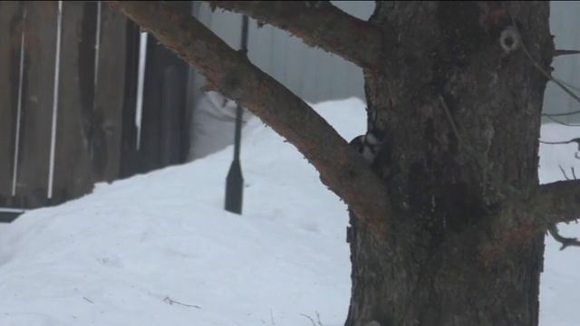 Дятел в деле смотреть онлайн