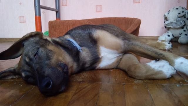 Замеры. Защита от клещей. Съела тапок. Новые лежанки. 13.03.17 смотреть онлайн