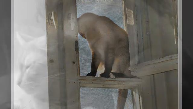ПЕСНЯ БЕЛОЙ ЛОШАДИ Муз. Константин Шнееров, Сл. Марины смотреть онлайн