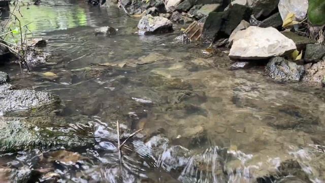Classic White Pearl Harvest! Treasure hunting in the creek flowing under the stone bridge смотреть онлайн