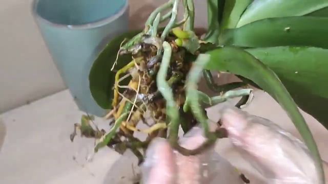 Шикарные снаружи 👍!!! фиговые внутри 😤 Пелор от SON YA Пересадка смотреть онлайн