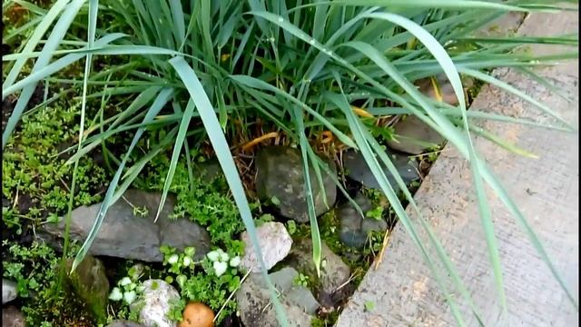 САДИМ МНОГОЛЕТНИКИ В СИБИРИ Овсяница, Колосняк песчаный, Василистник Сибирская Мини Дачка смотреть онлайн