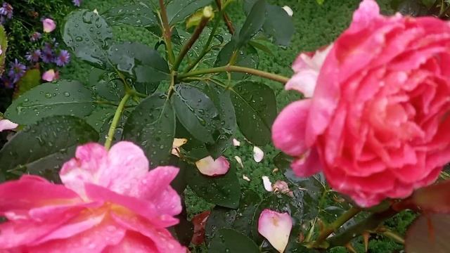 Роза Gorgeous . Непрерывное цветение. смотреть онлайн