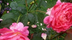 Роза  Gorgeous . Непрерывное цветение.