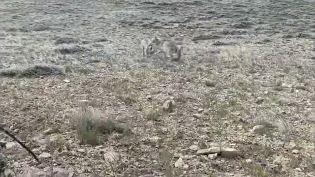 Bo'rilar Bilan Itlar Jangi